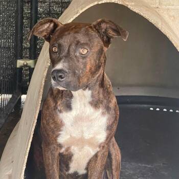 Beckham -  Mixed Breed Dog for Adoption in Valley, Alabama - Beckham | PetCurious