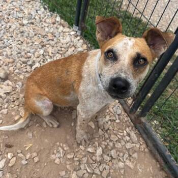 Ripley -  Cattle Dog and Mixed Breed Dog for Adoption in Pineville, Missouri - Ripley | PetCurious