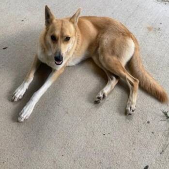 Lady Bug -  Shepherd Dog for Adoption in Houston, Texas - Lady Bug | PetCurious