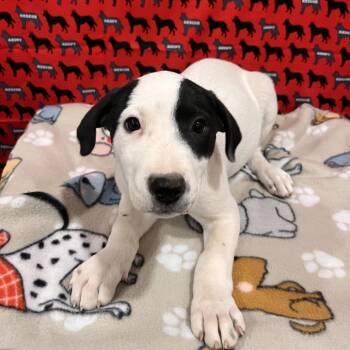 Bobbie Brooks -  Pit Bull Terrier and Mixed Breed Dog for Adoption in Washburn, Missouri - Bobbie Brooks | PetCurious