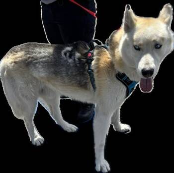 Siberian Husky Dogs Available for Adoption in Rancho Cucamonga, California - A778906 | PetCurious