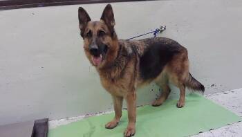 WINTER -  German Shepherd Dog and Mixed Breed Dog for Adoption in Houston, Texas - WINTER | PetCurious