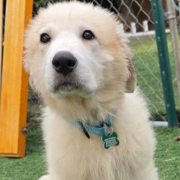 Birdie Belle -  Great Pyrenees Dog for Adoption in Roswell, Georgia - Birdie Belle | PetCurious
