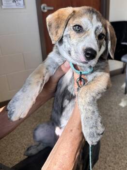 Emma -  Australian Cattle Dog Blue Heeler Dog for Adoption in San Antonio, Texas - Emma | PetCurious