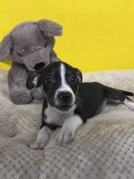 Rabbit -  Mixed Breed Dog for Adoption in Houston, Texas - Rabbit | PetCurious