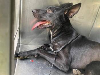 STORMY -  Mixed Breed Dog for Adoption in Dallas, Texas - STORMY | PetCurious