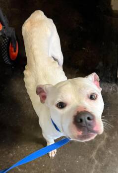 Pit Bull Terrier Dogs Available for Adoption in Rockwall, Texas - Found Stray: Zero | PetCurious