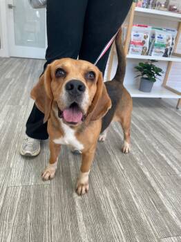 Beagle Dogs Available for Adoption in Miami, Florida - Lancelo  | PetCurious