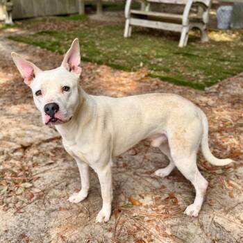 Mixed Breed Dogs Available for Adoption - Crosby | PetCurious