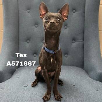 TEX -  Chihuahua and Miniature Pinscher Dog for Adoption - TEX | PetCurious