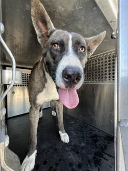 LONDON -  Husky and Mixed Breed Dog for Adoption in Corpus Christi, Texas - LONDON | PetCurious