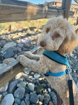 Poodle and Golden Retriever Dogs Available for Adoption in Carson City, Nevada - Nico | PetCurious