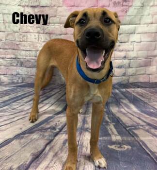 Chevy -  Shepherd Dog for Adoption in Quincy, Michigan - Chevy | PetCurious
