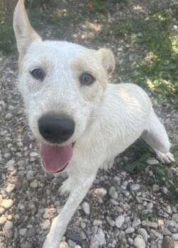 Haystack -  Mixed Breed Dog for Adoption in Boyne City, Michigan - Haystack | PetCurious