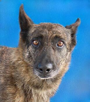 SUMMER -  Belgian Shepherd Malinois and Dutch Shepherd Dog for Adoption in Pasadena, California - SUMMER | PetCurious