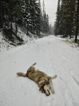 FREYA -  Alaskan Malamute Dog for Adoption in Seattle, Washington - FREYA | PetCurious