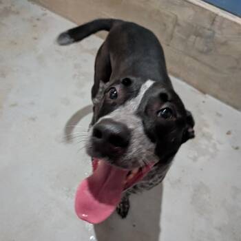 Harold -  Mixed Breed Dog for Adoption in Leander, Texas - Harold | PetCurious