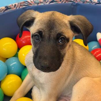 Mixed Breed Dogs Available for Adoption in Falls Church, Virginia - Daisy