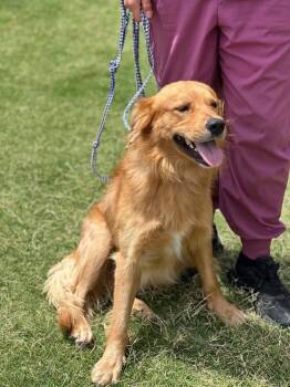 Archie -  Golden Retriever Dog for Adoption in Colorado Springs, Colorado - Archie | PetCurious