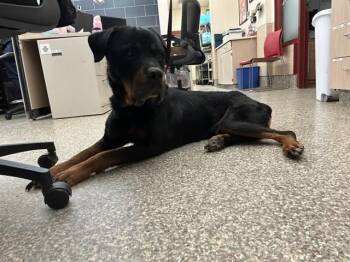 Rottweiler Dogs Available for Adoption in Colorado Springs, Colorado - ALVIN | PetCurious
