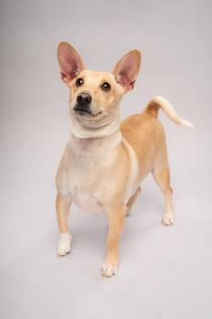 Tobey -  Mixed Breed Dog for Adoption in Fort Worth, Texas - Tobey | PetCurious
