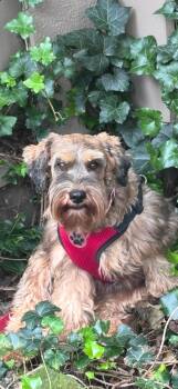 Hazel -  Miniature Schnauzer Dog for Adoption in Zanesville, Ohio - Hazel | PetCurious