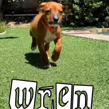 Wren -  Mixed Breed Dog for Adoption in San Diego, California - Wren | PetCurious