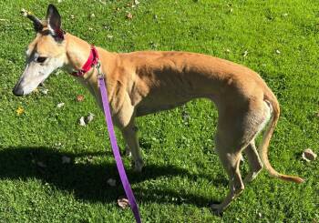 Bronze Lass "Lass" -  Greyhound Dog for Adoption in Chagrin Falls, Ohio - Bronze Lass "Lass" | PetCurious