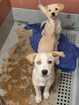 Labrador Retriever and Husky Dogs Available for Adoption - Alberto | PetCurious