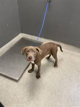 Labrador Retriever and American Staffordshire Terrier Dogs Available for Adoption - ROME | PetCurious