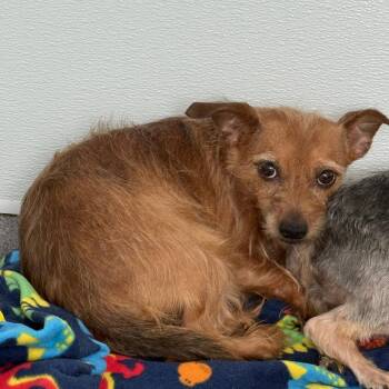 Nitro 22481 -  Yorkshire Terrier and Mixed Breed Dog for Adoption in Cumming, Georgia - Nitro 22481 | PetCurious
