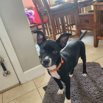 Rescue Pit Bull Terrier Dogs for Adoption in Portage, Michigan - Lyla | PetCurious