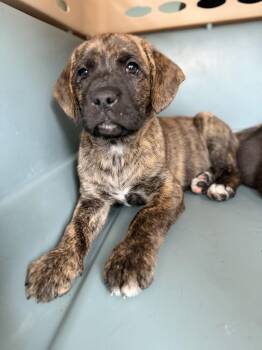 Mastiff and Pit Bull Terrier Dogs Available for Adoption - PEANUT | PetCurious