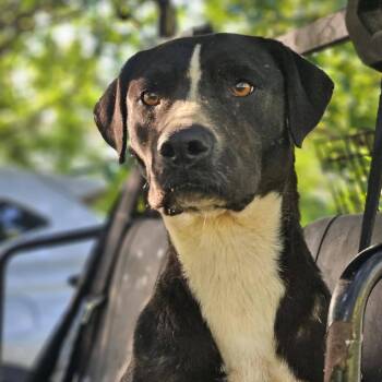Katie Bug -  Black Labrador Retriever Dog for Adoption in Bethpage, New York - Katie Bug | PetCurious