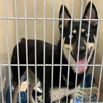 Luna -  Husky and Mixed Breed Dog for Adoption in Flagstaff, Arizona - Luna | PetCurious