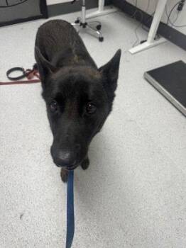 Belgian Shepherd Malinois Dogs Available for Adoption in Oakland, California - Orion | PetCurious