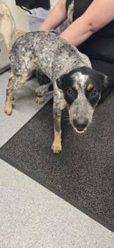 Azalea -  Australian Cattle Dog Blue Heeler and Bluetick Coonhound Dog for Adoption in Daphne, Alabama - Azalea | PetCurious