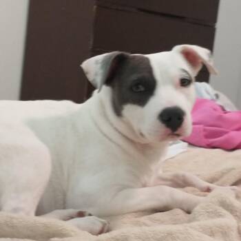 Terrier Dogs Available for Adoption - SDM-Stray-741 | PetCurious