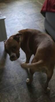 Alexander -  Boxer and Great Pyrenees Dog for Adoption in Willingboro, New Jersey - Alexander | PetCurious