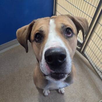 Mixed Breed Dogs Available for Adoption - Eimstein | PetCurious