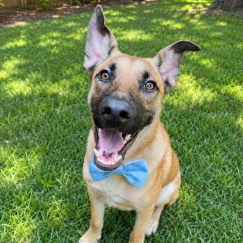ACE GS -  German Shepherd Dog and Belgian Shepherd Malinois Dog for Adoption in Lucas, Texas - ACE GS | PetCurious
