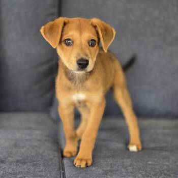Kevin -  Jack Russell Terrier and Foxhound Dog for Adoption in Mansfield, Texas - Kevin | PetCurious
