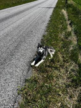 Effie -  Husky Dog for Adoption in Greenfield, Indiana - Effie | PetCurious