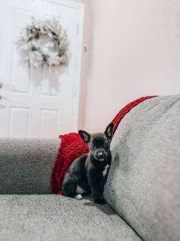 Australian Kelpie and Black Labrador Retriever Dogs Available for Adoption - Meadow | PetCurious