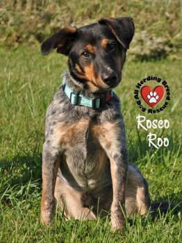 Rescue Cattle Dog Dogs for Adoption in Joliet, Illinois - Roscoe Roo | PetCurious