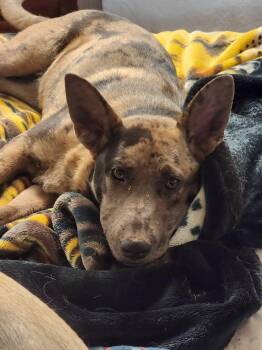 Catahoula Leopard Dog and Cattle Dog Dogs Available for Adoption - Kai | PetCurious