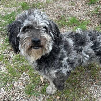 Aussiedoodle Dogs Available for Adoption in Lindon, Utah - Yzma | PetCurious