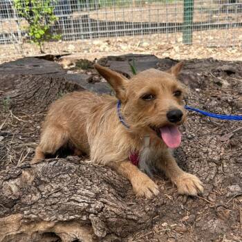 Maurice -  Terrier and Mixed Breed Dog for Adoption in Wimberley, Texas - Maurice | PetCurious