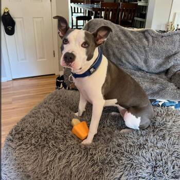 Rescue Pit Bull Terrier Dogs for Adoption in Alpharetta, Georgia - Rosie (Rose Marie) ~~ PRIVATE ADOPTION THROUGH FOSTER FAMILY | PetCurious