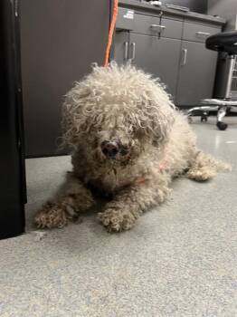 Maltese Dogs Available for Adoption - RHINO | PetCurious